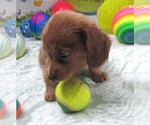 Small #2 Chiweenie