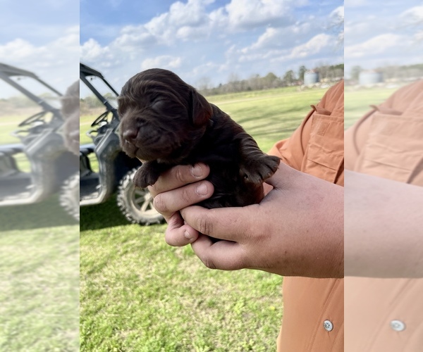 Medium Photo #1 Boykin Spaniel Puppy For Sale in AMBROSE, GA, USA