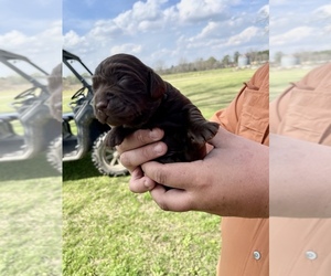 Boykin Spaniel Puppy for sale in AMBROSE, GA, USA