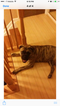 Small Photo #1 Bullmastiff Puppy For Sale in PIKESVILLE, MD, USA