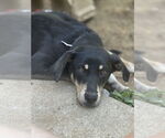 Small #7 Mutt