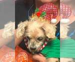 Small #4 Shih Tzu Mix