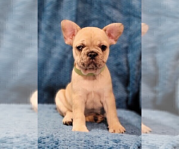 Medium Photo #2 French Bulldog Puppy For Sale in WINDYVILLE, MO, USA