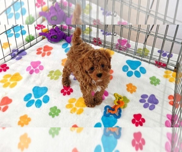 Medium Photo #8 Cavapoo (Miniature)-Poodle (Toy) Mix Puppy For Sale in ORO VALLEY, AZ, USA