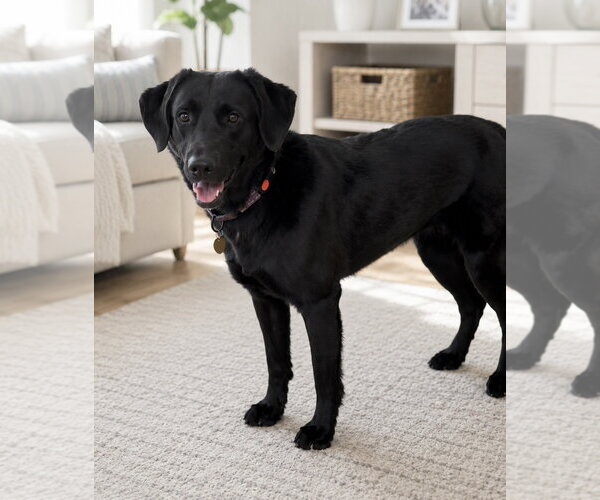 Medium Photo #2 Mutt Puppy For Sale in Omaha, NE, USA