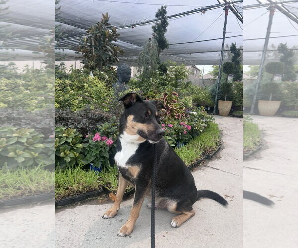 Medium Photo #5 Mutt Puppy For Sale in Euless, TX, USA