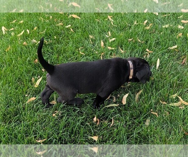 Medium Photo #9 Labrador Retriever Puppy For Sale in WISNER, NE, USA