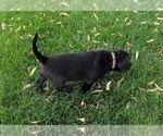 Small #8 Labrador Retriever