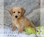 Small #3 Miniature Labradoodle