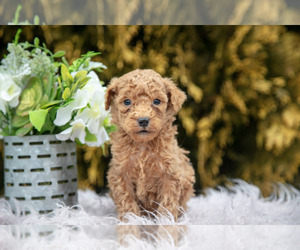 Medium Poodle (Standard)