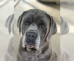 Mutt Dogs for adoption in Leavenworth, KS, USA
