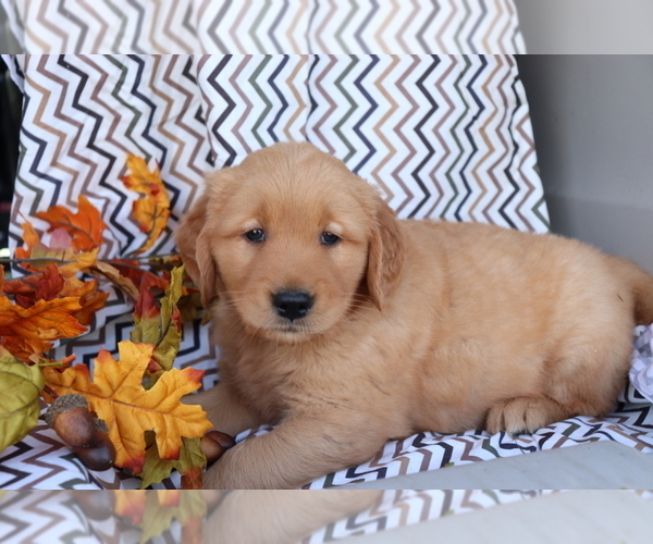 Medium Photo #1 Golden Retriever Puppy For Sale in SHILOH, OH, USA