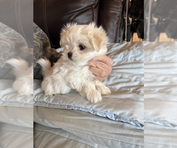 Medium Photo #2 Maltese Puppy For Sale in CANONSBURG, PA, USA