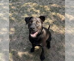 Small #13 Labrador Retriever Mix