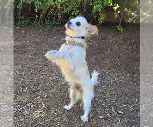 Talented Lil Mr Tanner ~ Lap Warmer Maltichi - Male Malchi Dog for Adoption - Photo #3