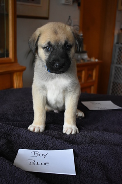 Medium Photo #1 Anatolian Shepherd Puppy For Sale in COEUR D ALENE, ID, USA
