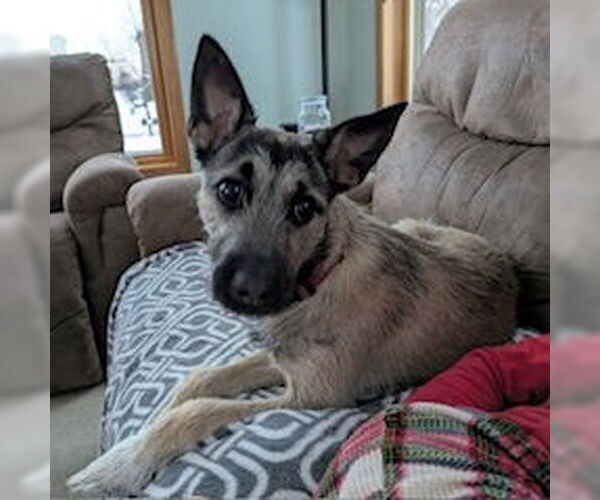 Medium Photo #3 Mutt Puppy For Sale in Brooklyn Center, MN, USA