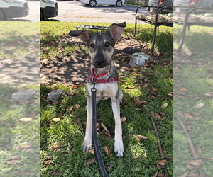 Mutt Dogs for adoption in Elmsford, NY, USA