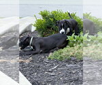 Small #1 Boxer Mix