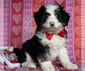 Bernedoodle Puppy for sale in LANCASTER, PA, USA