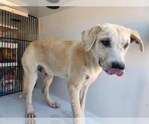Staffordshire Bull Terrier-Unknown Mix Dogs for adoption in Houston, TX, USA