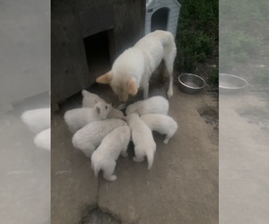 Swiss Shepherd-Timber Wolf Mix Puppy for Sale in MAD RIVER, California USA