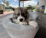 Image preview for Ad Listing. Nickname: Coony