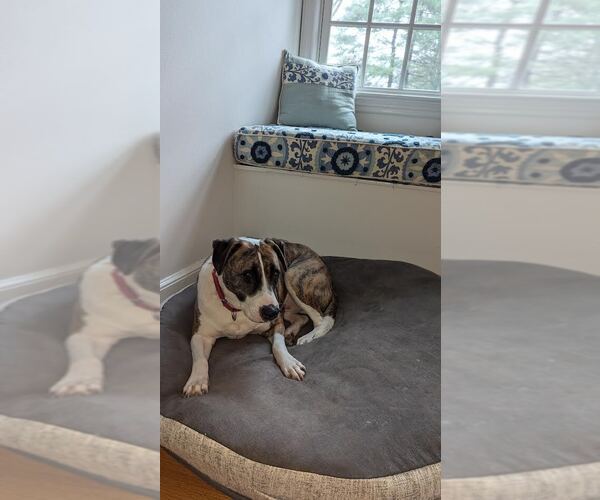 Medium Photo #6 Mutt Puppy For Sale in Elmsford, NY, USA