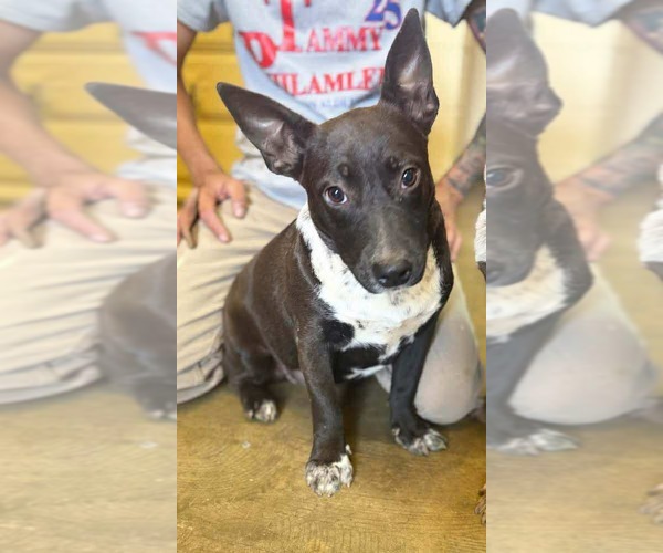 Medium Photo #2 Feist Terrier-Unknown Mix Puppy For Sale in Westwood, NJ, USA