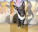 Small #1 Feist Terrier Mix