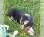Small Photo #3 Texas Heeler Puppy For Sale in GRETNA, VA, USA
