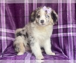 Small #7 Australian Shepherd