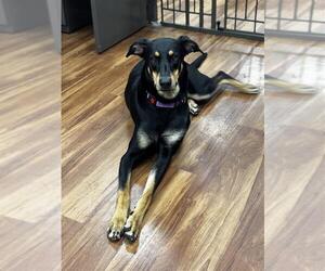 Doberman Pinscher-Unknown Mix Dogs for adoption in Elk Grove, CA, USA