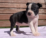 Puppy Remi Boston Terrier