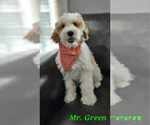 Small Photo #2 Goldendoodle (Miniature) Puppy For Sale in GREENSBORO, NC, USA