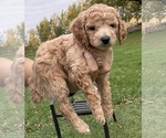 Puppy Puppy 3 Poodle (Miniature)