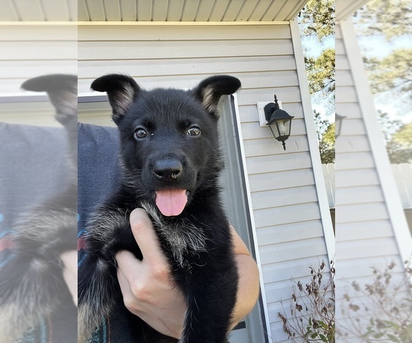 Medium Photo #2 German Shepherd Dog Puppy For Sale in ELLABELL, GA, USA