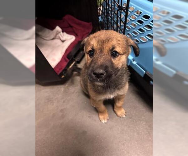 Medium Photo #1 German Shepherd Dog Puppy For Sale in Houston, TX, USA