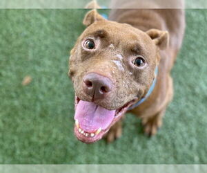 Medium American Pit Bull Terrier Mix