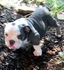 Bulldog Puppy for sale in BROKEN ARROW, OK, USA