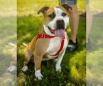 Small #2 American Staffordshire Terrier