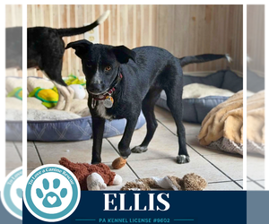 Ellis 100326 - Female Border Collie-Unknown Mix Dog for Adoption - Photo #3