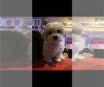 Small Photo #5 Maltese Puppy For Sale in COLUMBIA, MD, USA