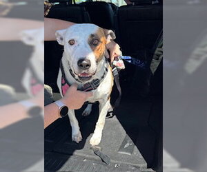 Border Collie-Unknown Mix Dogs for adoption in Stockton, CA, USA