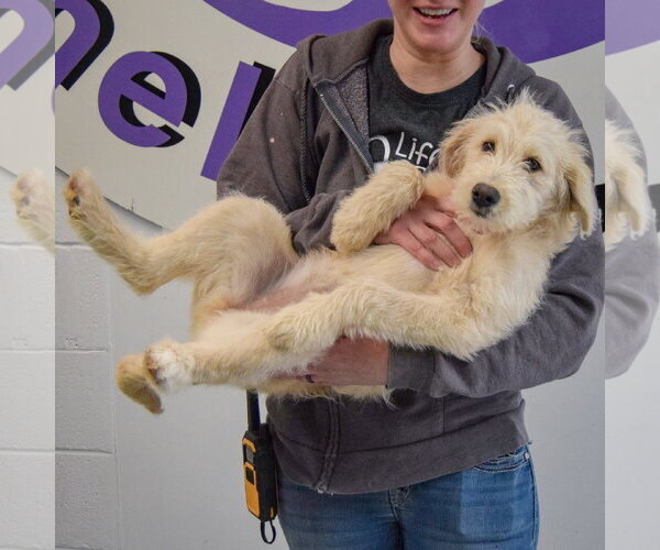 Medium Photo #6 Mutt Puppy For Sale in Huntley, IL, USA