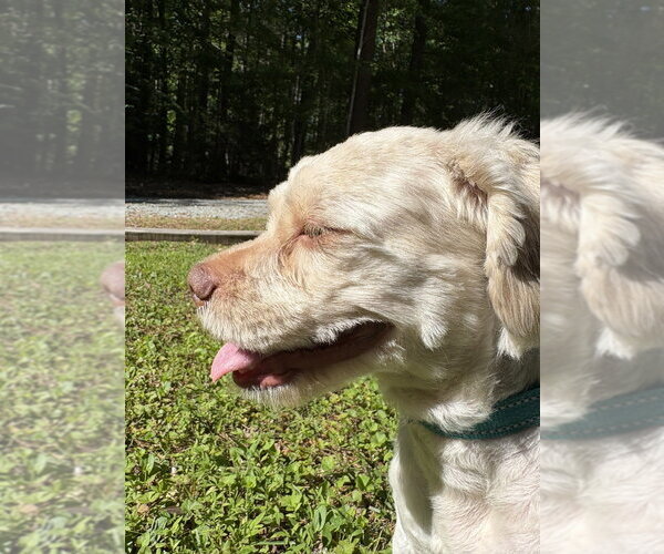 Medium Photo #2 Poodle (Standard)-Shih Tzu Mix Puppy For Sale in Raleigh, NC, USA