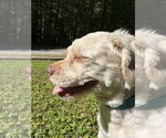 Small #1 Poodle (Standard)-Shih Tzu Mix