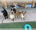 Small #1 Chihuahua Mix