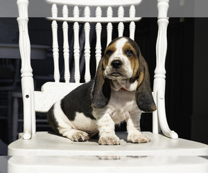 Basset Hound Litter for sale in CUMMING, GA, USA