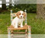 Puppy Sal Cocker Spaniel